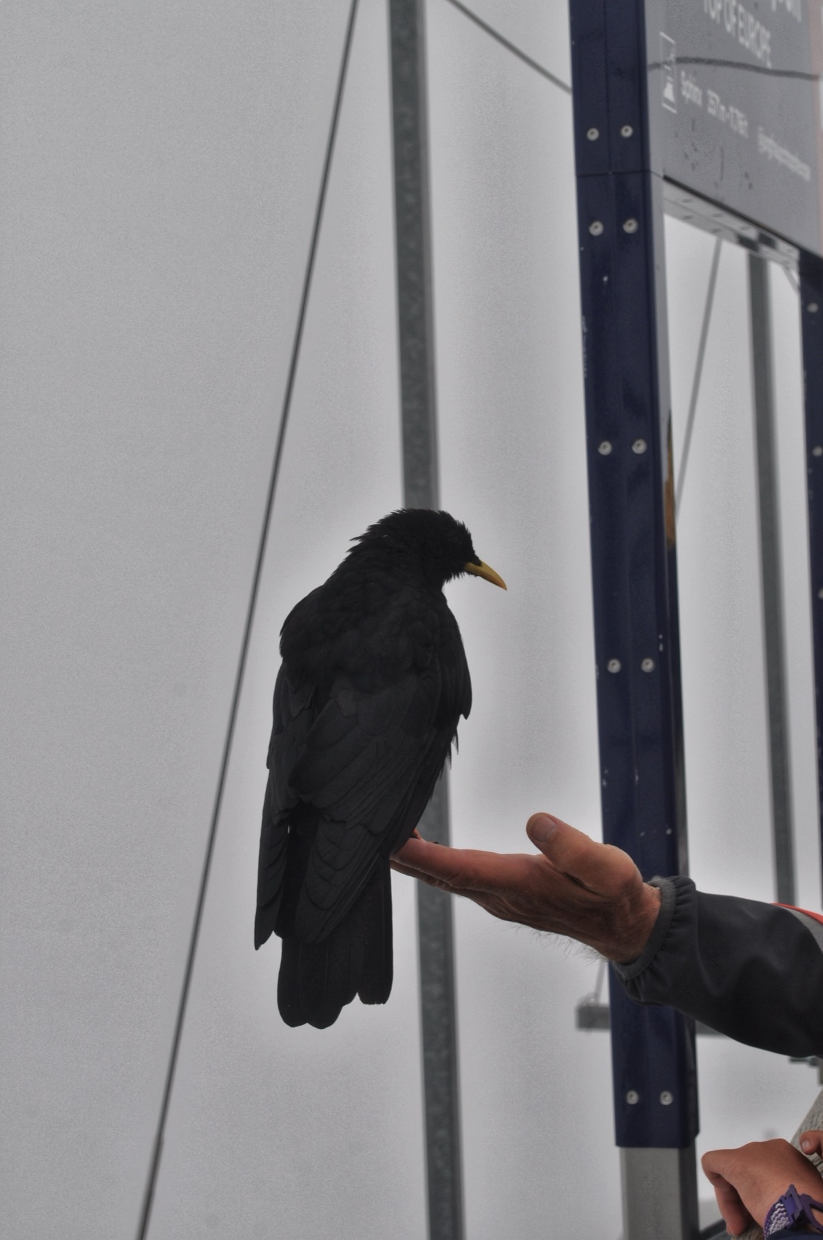 An alpine chough perched on an outstretched hand