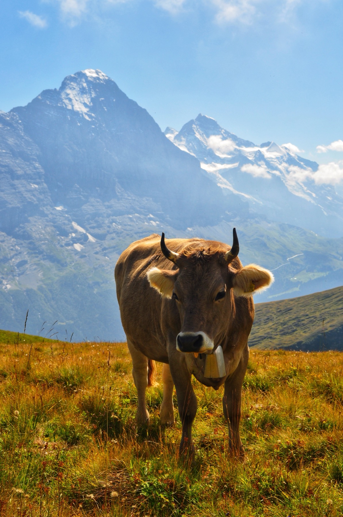 A brown cow with a bell standing high above an alpine valley