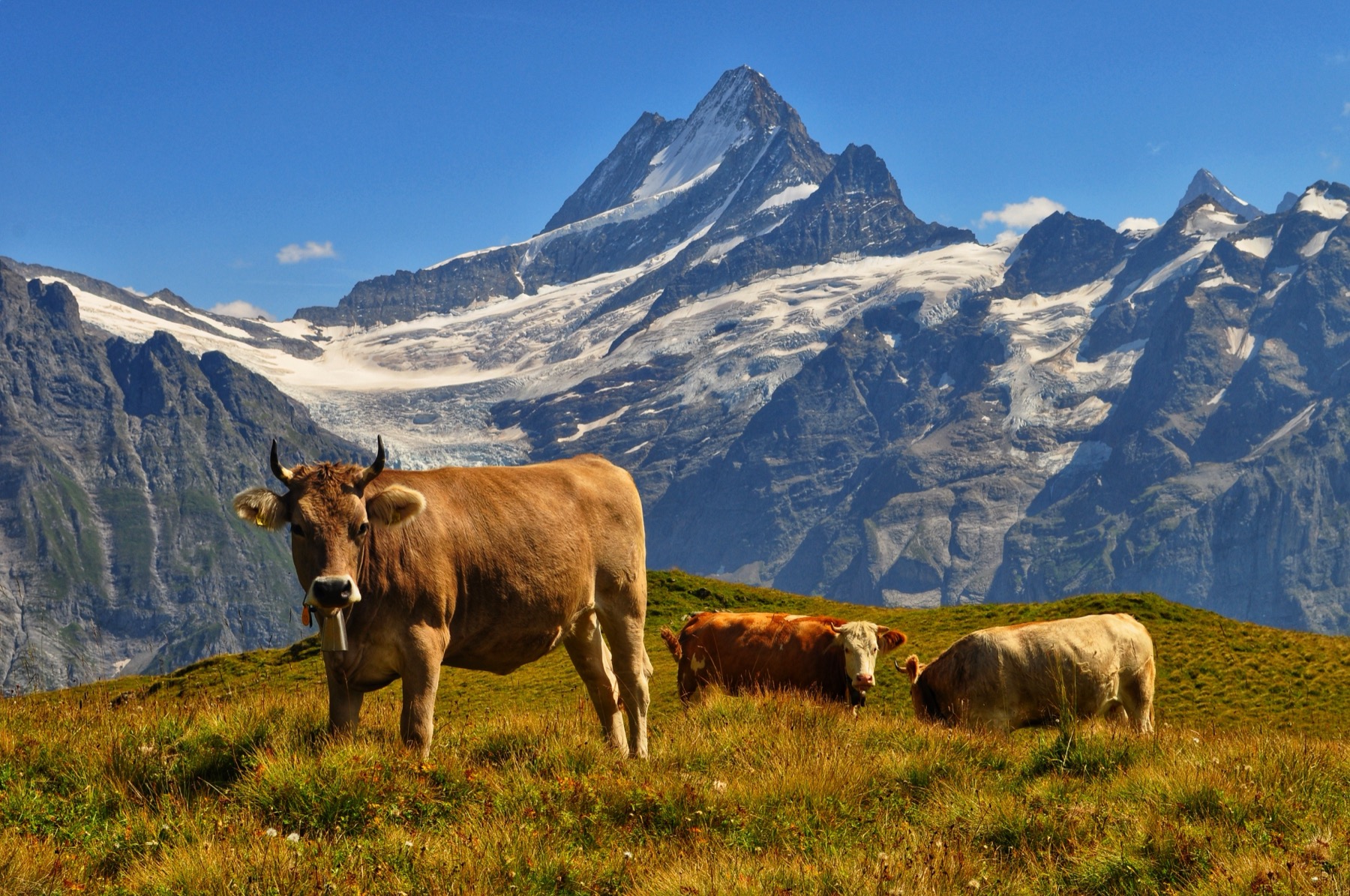 Cows grazing on a meadow beneath snow-capped mountains